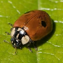 Coccinelles points anti d'occasion  Livré partout en France