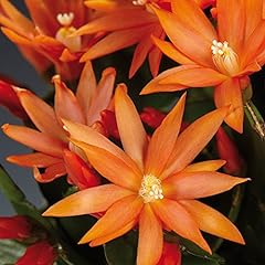 Orange easter cactus for sale  Delivered anywhere in USA 