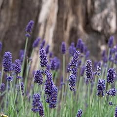 Lavendar blue fragrance for sale  Delivered anywhere in UK
