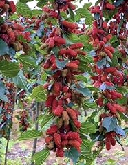 Mulberry fruit composition for sale  Delivered anywhere in UK