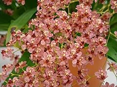 Oncidium twinkle pink for sale  Delivered anywhere in USA 