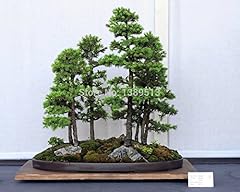 Bonsai seeds pcs for sale  Delivered anywhere in USA 