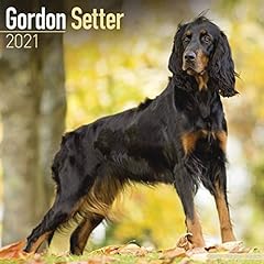 Gordon setter 2021 for sale  Delivered anywhere in Ireland