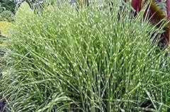 Savoir miscanthus sinensis for sale  Delivered anywhere in USA 