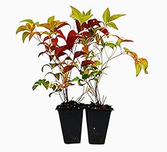 9greenbox nandina domestica for sale  Delivered anywhere in USA 