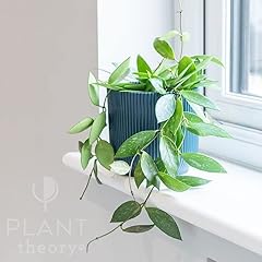 Plant theory 20cm for sale  Delivered anywhere in UK