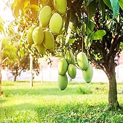 Mango samen säulenobst gebraucht kaufen  Wird an jeden Ort in Deutschland