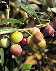 Pianta olivo arbequina usato  Spedito ovunque in Italia 
