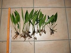Mühlan plante libre d'occasion  Livré partout en Belgiqu