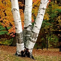 White paper birch for sale  Delivered anywhere in USA 