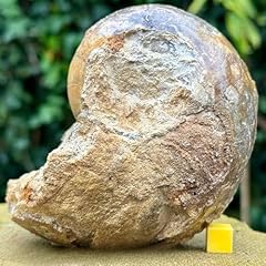 Fossils nautilus burton for sale  Delivered anywhere in UK