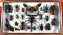 Real display insect for sale  Delivered anywhere in USA 