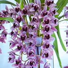 Bulbes orchidée cymbidium d'occasion  Livré partout en France