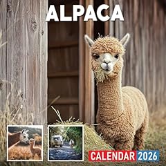 Alpaca calendar 2026 for sale  Delivered anywhere in USA 