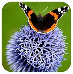 Echinops ritro blue for sale  Delivered anywhere in UK