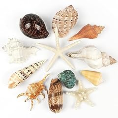 Large sea shells for sale  Delivered anywhere in USA 