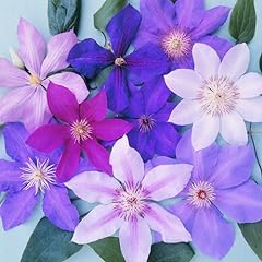 Clematis mix large for sale  Delivered anywhere in Ireland