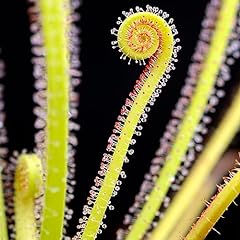 Sundew drosera filiformis for sale  Delivered anywhere in Ireland