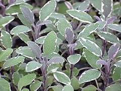 Clovers garden tricolor for sale  Delivered anywhere in USA 