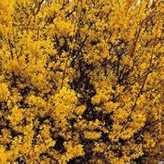 Forsythia spectablis 15cm for sale  Delivered anywhere in Ireland