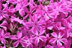 Drummonds pink phlox for sale  Delivered anywhere in USA 