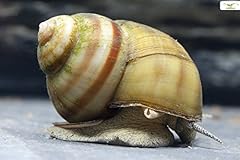 Teich sumpfdeckelschnecke toxe gebraucht kaufen  Wird an jeden Ort in Deutschland
