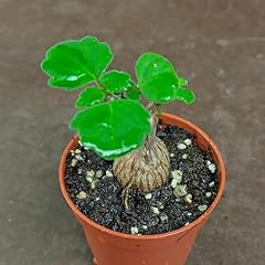 Sunnyplants plectranthus ernst for sale  Delivered anywhere in UK