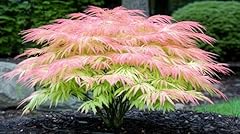 Green geisha girl for sale  Delivered anywhere in USA 