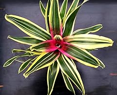 Powers flowers guzmania usato  Spedito ovunque in Italia 