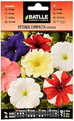 Batlle petunia compacte d'occasion  Livré partout en France