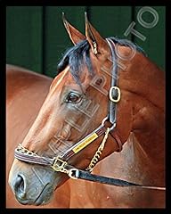 American pharoah closeup for sale  Delivered anywhere in USA 