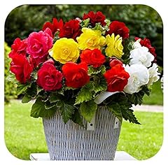 Begonia non stop for sale  Delivered anywhere in UK