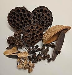 Seed pod botanicals for sale  Delivered anywhere in USA 