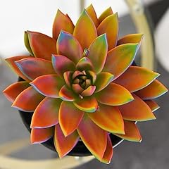 Echeveria miranda chameleon for sale  Delivered anywhere in UK