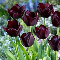 Bulbes tulipes single d'occasion  Livré partout en France