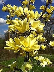 25pcs magnolia semi usato  Spedito ovunque in Italia 