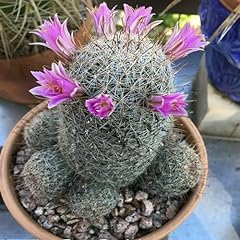 Mammillaria grahamii cactus for sale  Delivered anywhere in USA 