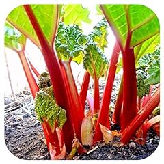 Rhubarb crowns rheum for sale  Delivered anywhere in UK