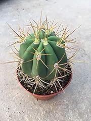 Portal cool trichocereus usato  Spedito ovunque in Italia 
