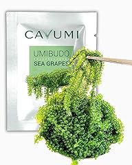 Cavumi sea grapes gebraucht kaufen  Wird an jeden Ort in Deutschland