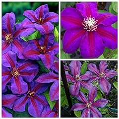 Clematis mrs thompson for sale  Delivered anywhere in UK