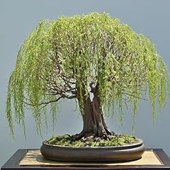 Chinese weeping willow for sale  Delivered anywhere in USA 