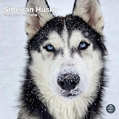 Siberian husky calendar for sale  Delivered anywhere in UK