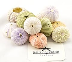 Sea urchins shells for sale  Delivered anywhere in USA 
