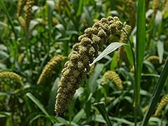 Lbs japanese millet for sale  Delivered anywhere in USA 