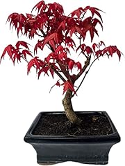 Bonsai tree japanese for sale  Delivered anywhere in Ireland