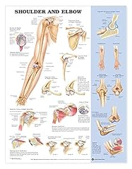 Shoulder elbow chart for sale  Delivered anywhere in UK