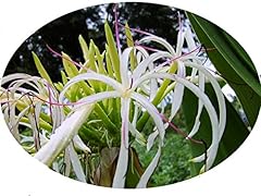 Crinum green grand for sale  Delivered anywhere in USA 