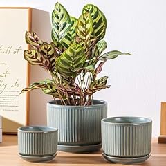 Green ceramic plant for sale  Delivered anywhere in USA 