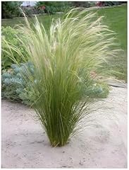 Stauden gänge stipa gebraucht kaufen  Wird an jeden Ort in Deutschland
